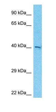 EX3L2 antibody