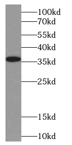 EXD1 antibody