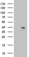 EXDL1 (EXD1) antibody