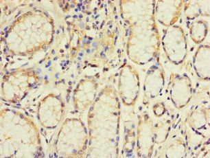 EXO1 Antibody