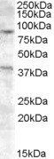 Goat anti-EXO1 Antibody