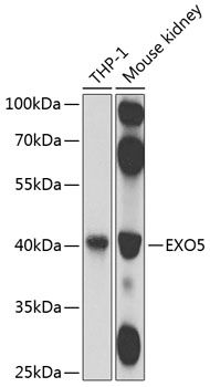 EXO5 antibody