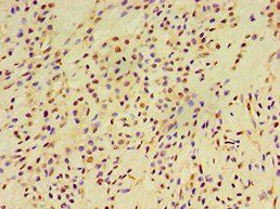 EXOC2 Antibody