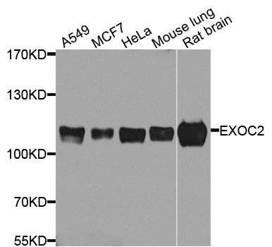 EXOC2 antibody