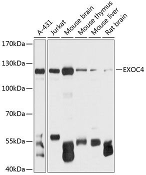EXOC4 antibody