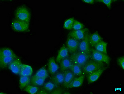 EXOC8 Antibody