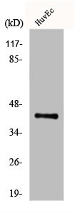 EXOG antibody