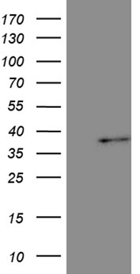 EXOSC1 antibody