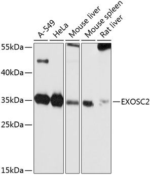 EXOSC2 antibody