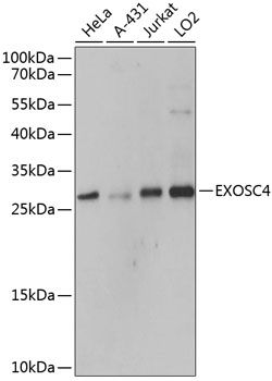 EXOSC4 antibody
