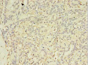 EXOSC5 Antibody