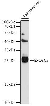 EXOSC5 antibody