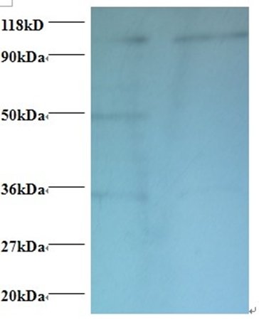 Exostosin-like 3 antibody (FITC)