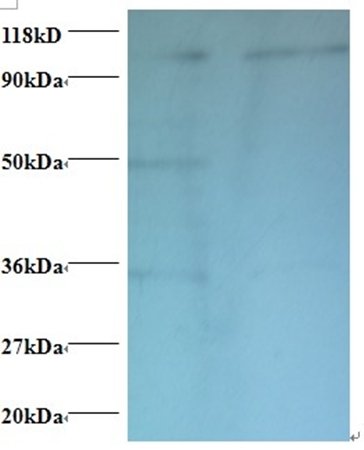 EXTL3 Antibody, FITC conjugated