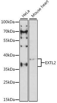 EXTL2 antibody