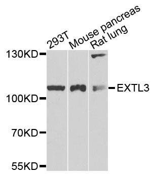EXTL3 antibody