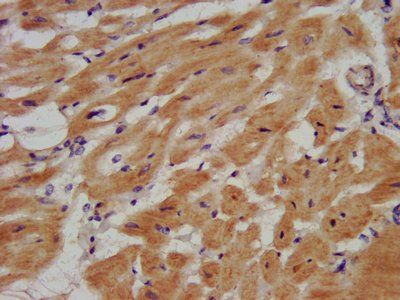 EYA1 Antibody
