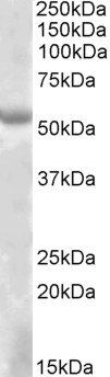 Goat anti-EYA1 Antibody