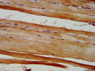 EYA4 Antibody