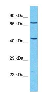 EZH1 antibody