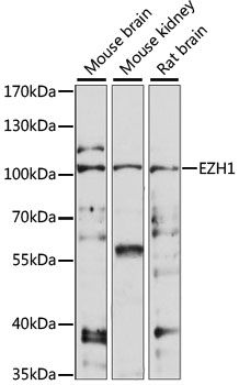 EZH1 antibody