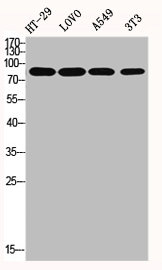 EZH1 Antibody