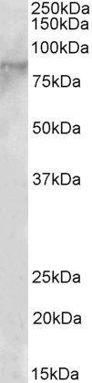 Goat anti-EZH1 Antibody