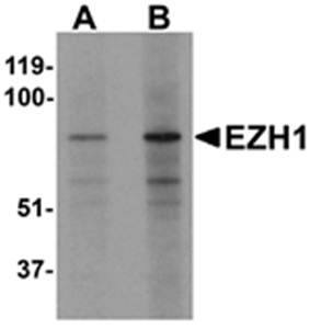 EZH1 Antibody