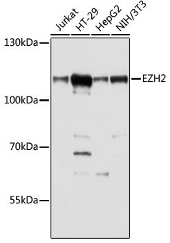 EZH2 antibody