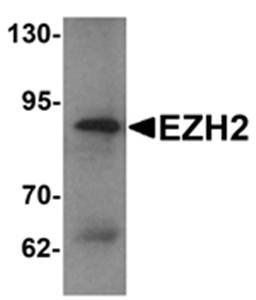 EZH2 Antibody