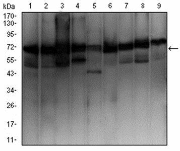 EZR Antibody