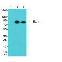 EZR antibody