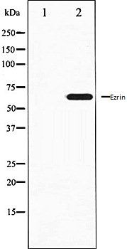 Ezrin antibody