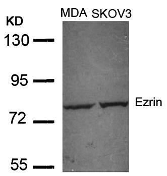 Ezrin (Ab-353) Antibody