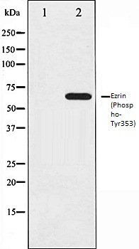 Ezrin (Phospho-Tyr353) antibody