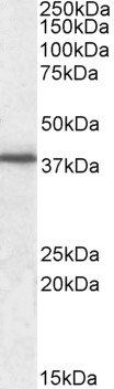 Goat anti-F11R / JAM-A Antibody