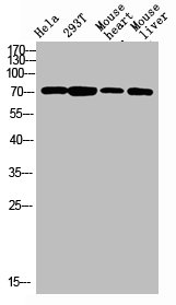 F13B antibody