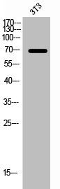 F2 Antibody