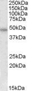 Goat anti-F2R / PAR1 Antibody
