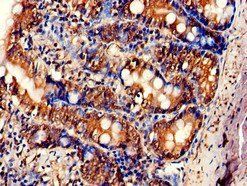 F2RL1 Antibody