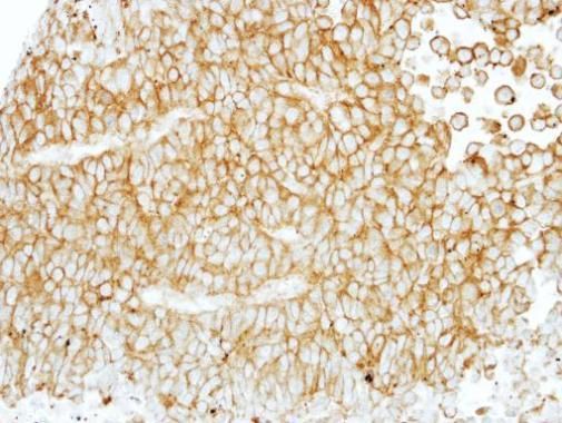 F4/80 antibody [C2C3], C-term