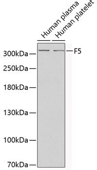 F5 antibody