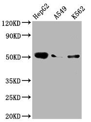 F9 Recombinant Monoclonal Antibody