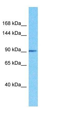 FA47A antibody
