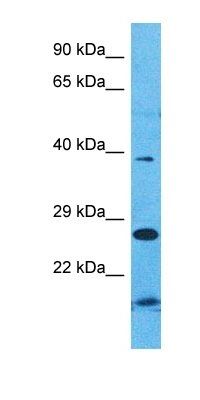FA76B antibody