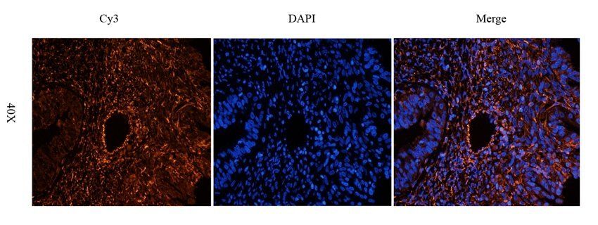 FAAH antibody