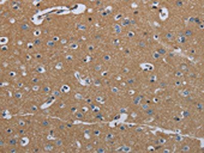 FAAH Antibody