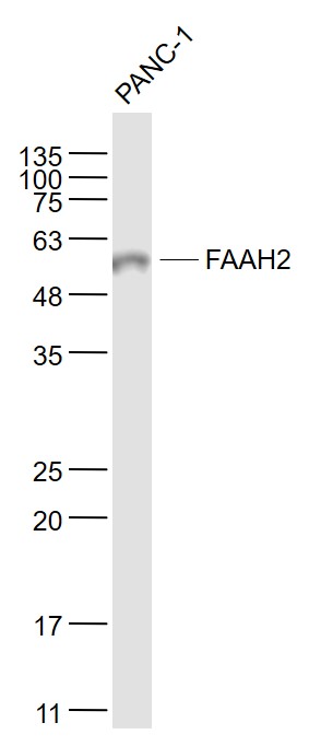 FAAH2 antibody