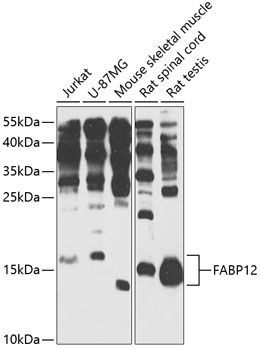 FABP12 antibody