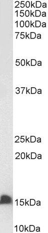 Goat anti-FABP2, Biotinylated Antibody